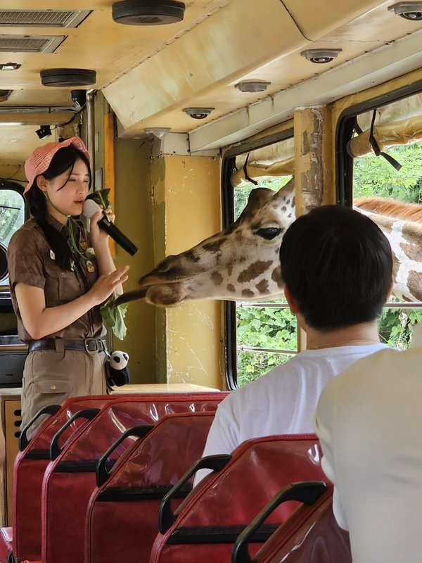 에버랜드 기린 먹이주기